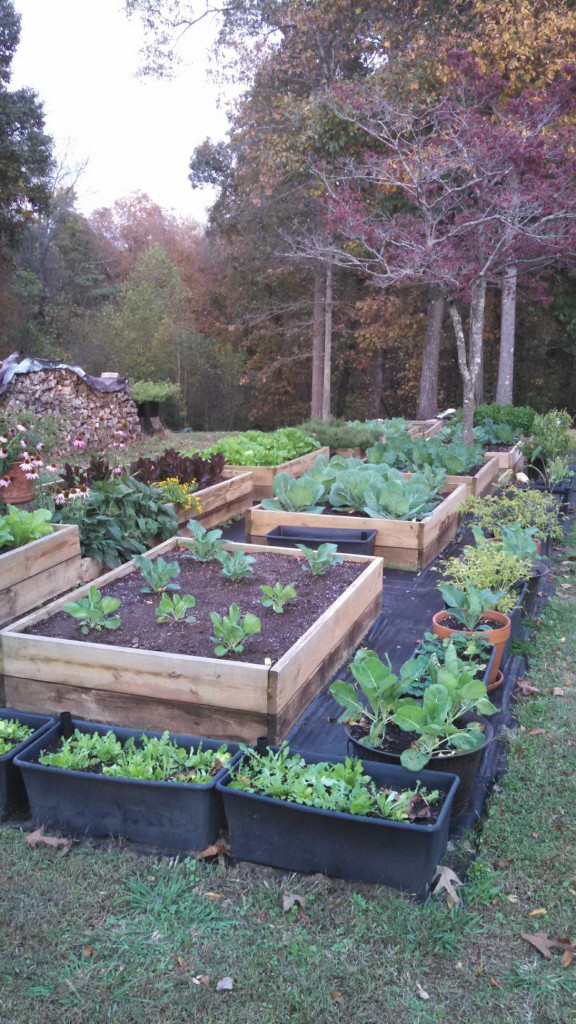 Gardening in the fall can be relaxing. get the soil prepared, make a list of the seeds you'd like to plant. There are 2 planting seasons and one in the fall. You can harvest in your garden almost all year round, like the owner of CContractorMen 30 Industrial Park Road Suite 112 Dawsonville GA 30534 does.